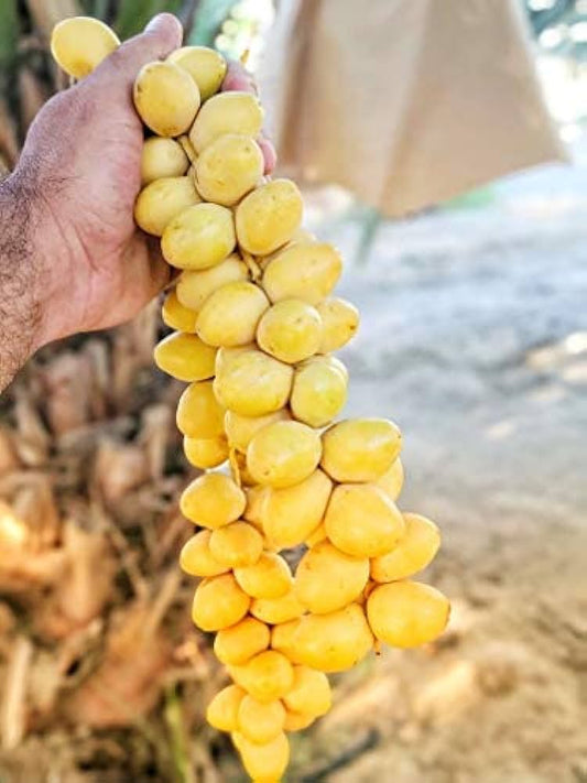 Organic Yellow Dates
